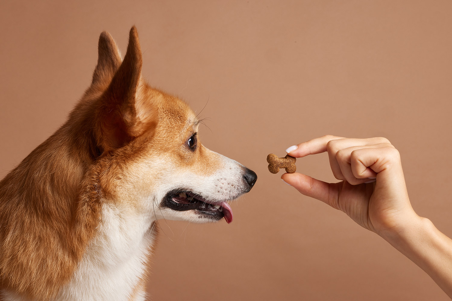 狗狗保健食品推薦
