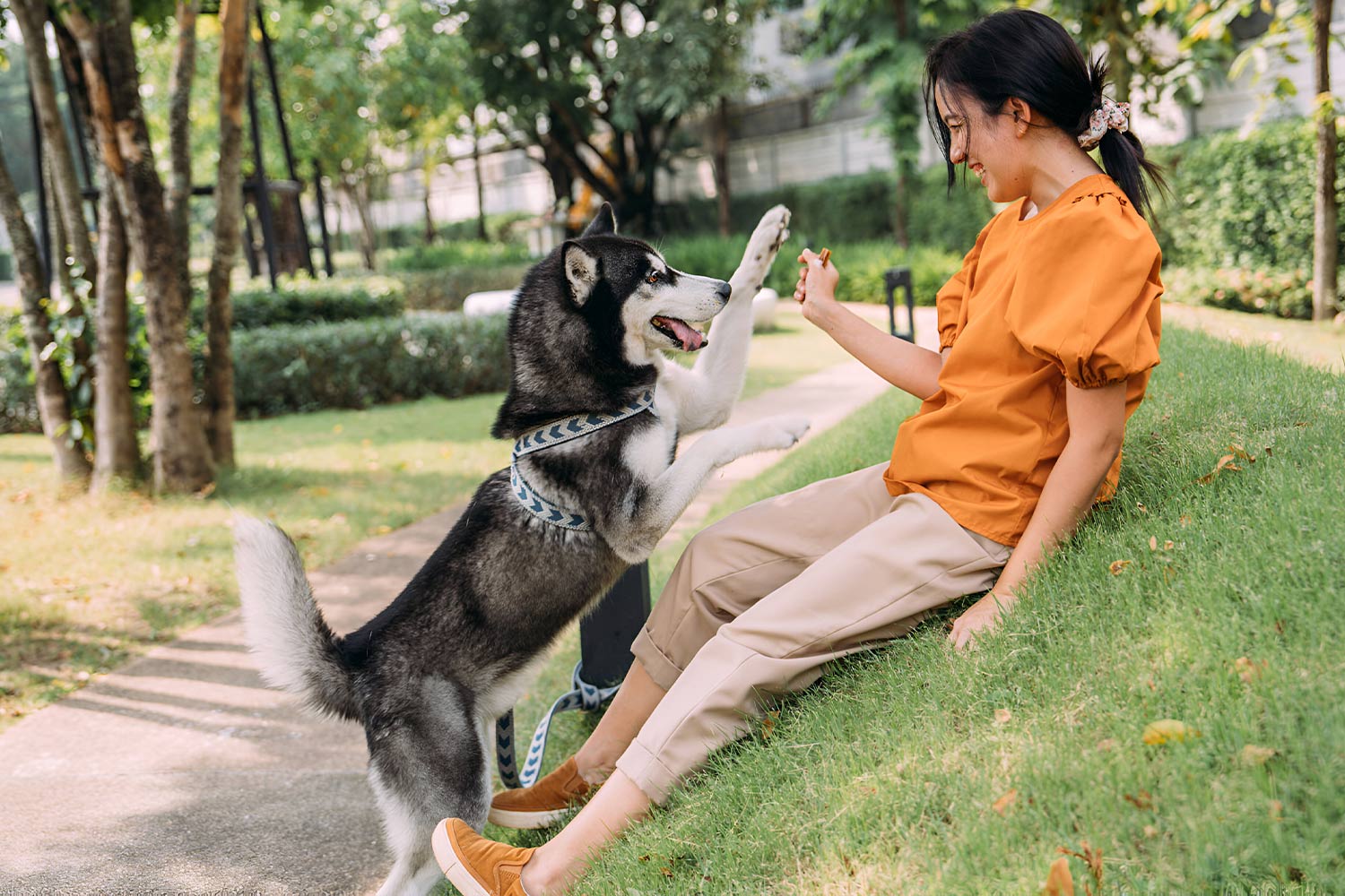 狗狗關節保健