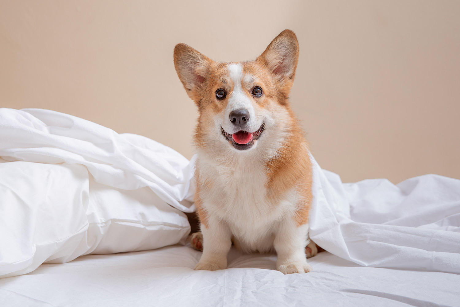 狗狗關節保健推薦