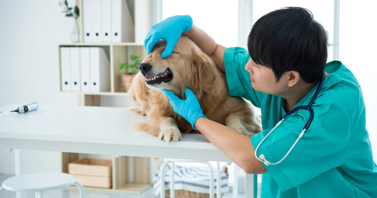 狗狗看獸醫