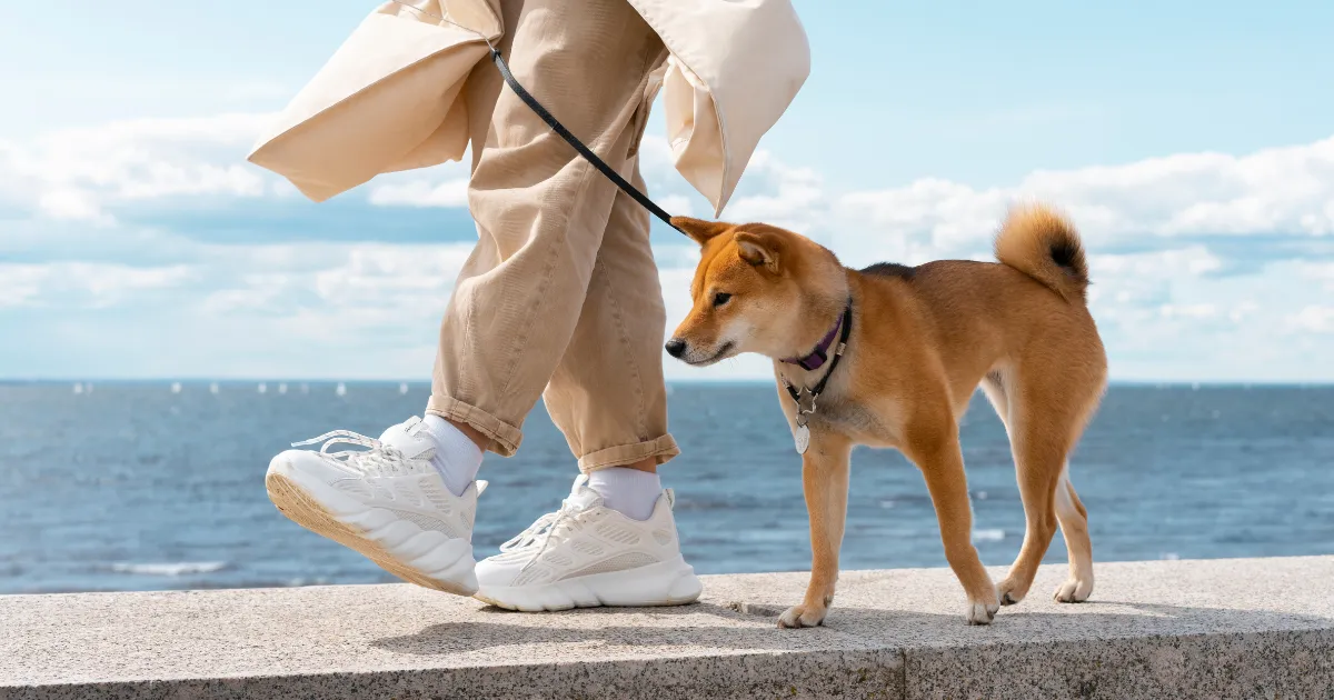 中型犬