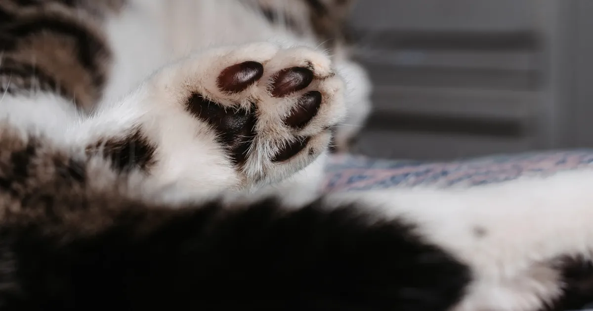 頗腳貓