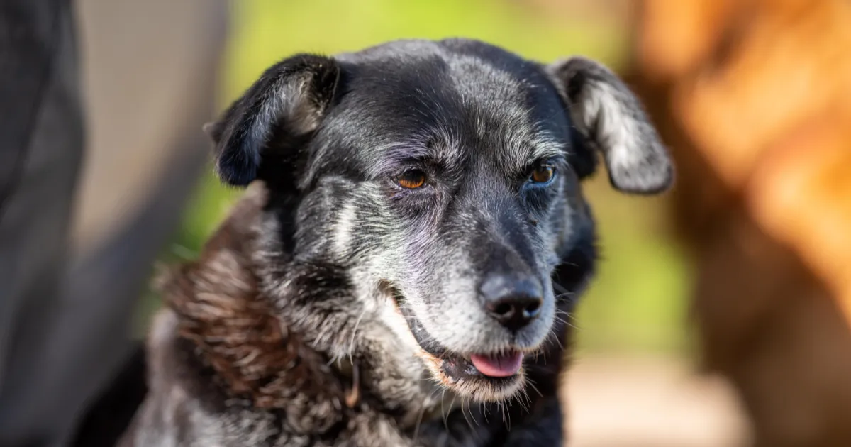 老年牧羊犬