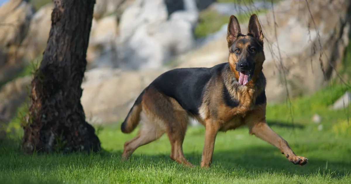 德國狼犬