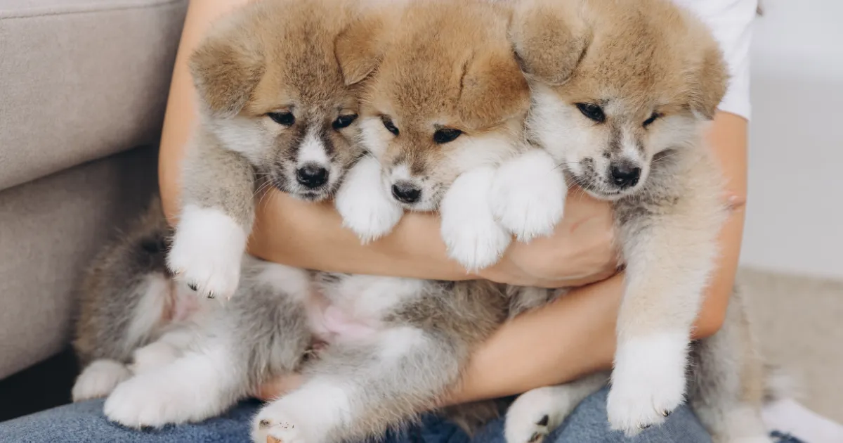 一窩幼犬