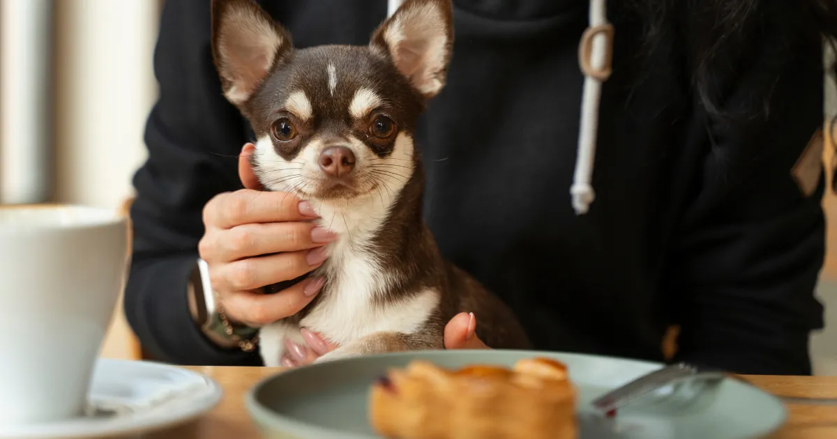狗狗在餐桌上吃飯