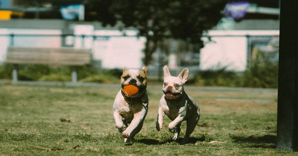 狗狗們在公園奔跑
