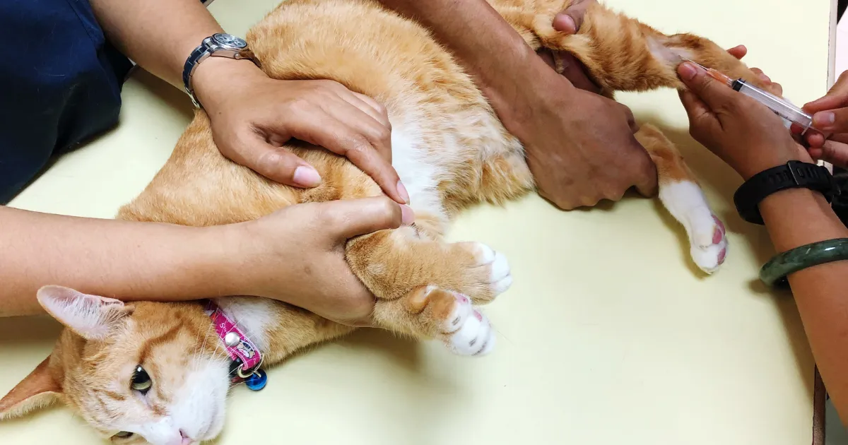 建議圖片:飼主為中高齡狗狗準備保健品搭配餐食的居家保養情境