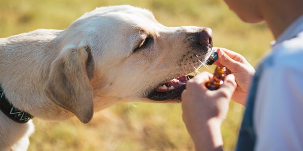 dog-health-food-01